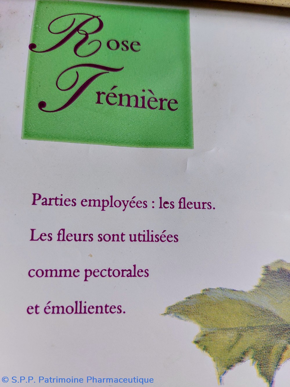 science pharmacie calendrier 2004 rose tremiere