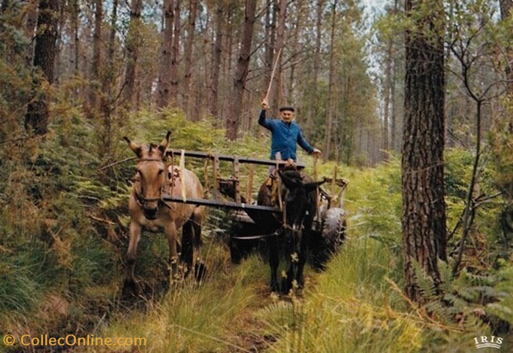 Carte Postale (40) Landes divers carte postale 40 landes