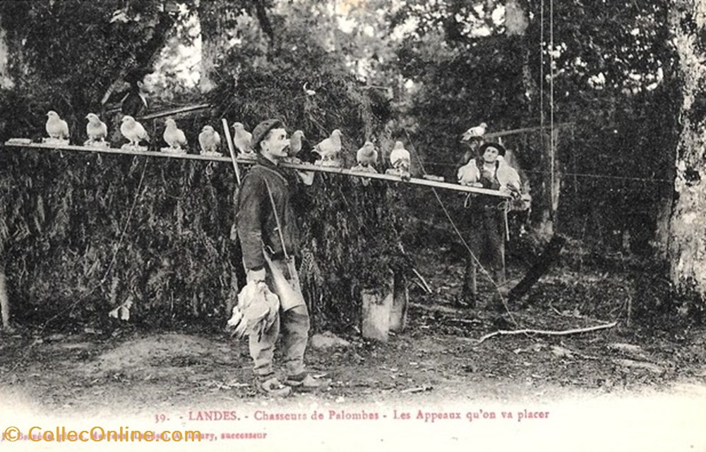 Carte Postale (40) Landes divers carte postale 40 landes
