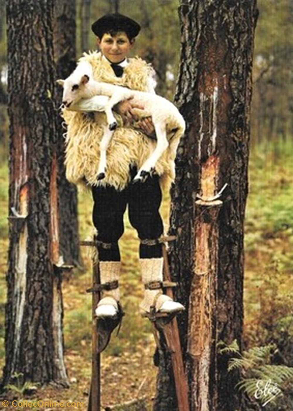 Carte Postale (40) Landes divers carte postale 40 landes