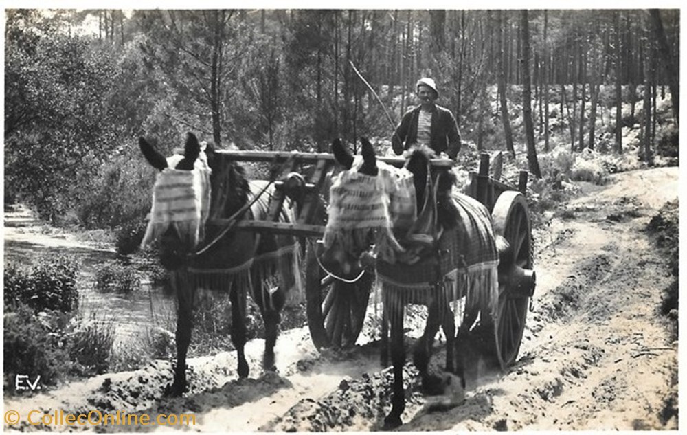 Carte Postale (40) Landes divers carte postale 40 landes