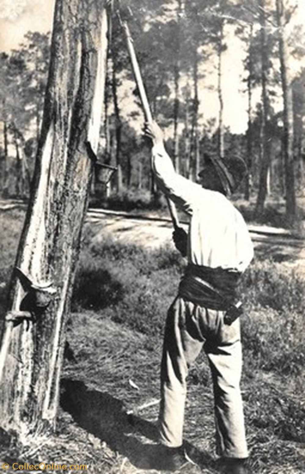 Carte Postale (40) Landes divers carte postale 40 landes