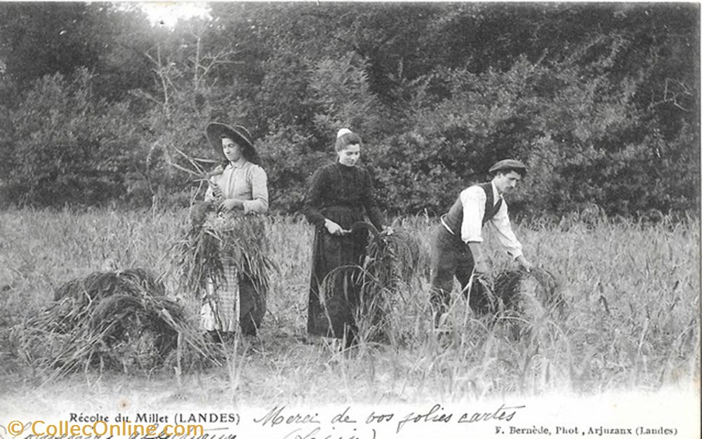Carte Postale (40) Landes divers carte postale 40 landes