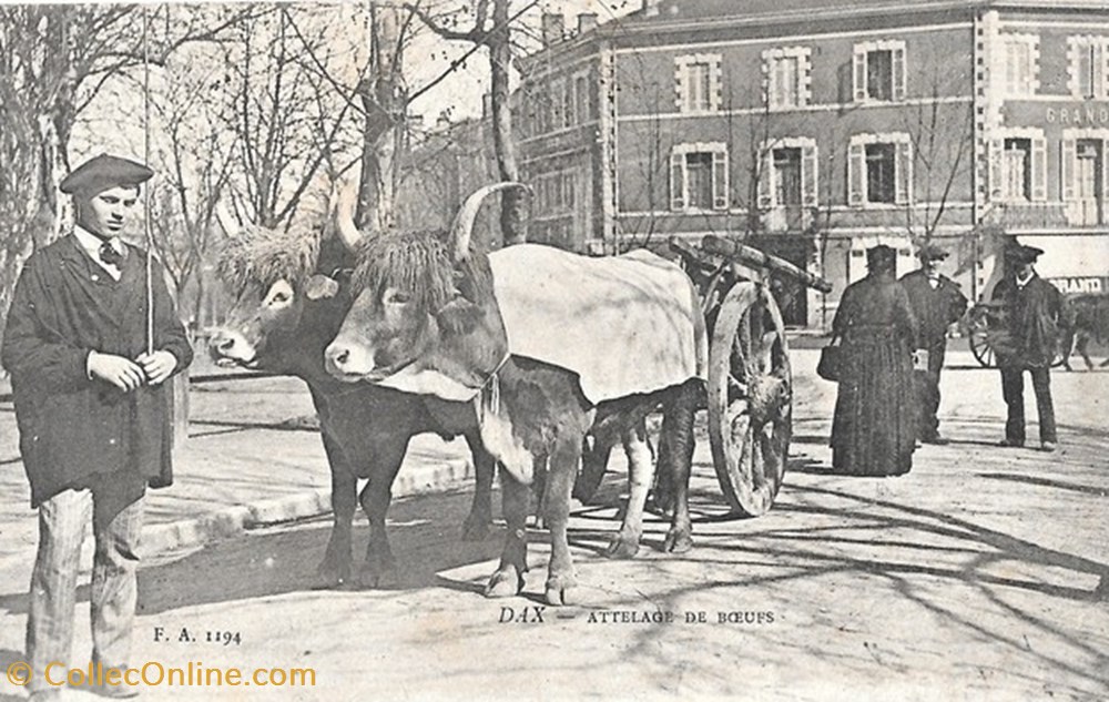 diver carte postale 40 dax attelage de boeufs
