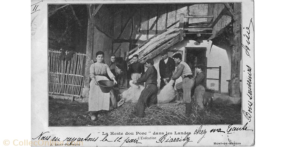 Carte Postale (40) "La Heste dou Porc" dans les Landes L'exécution autre carte postale 40 la heste dou porc dans les landes execution