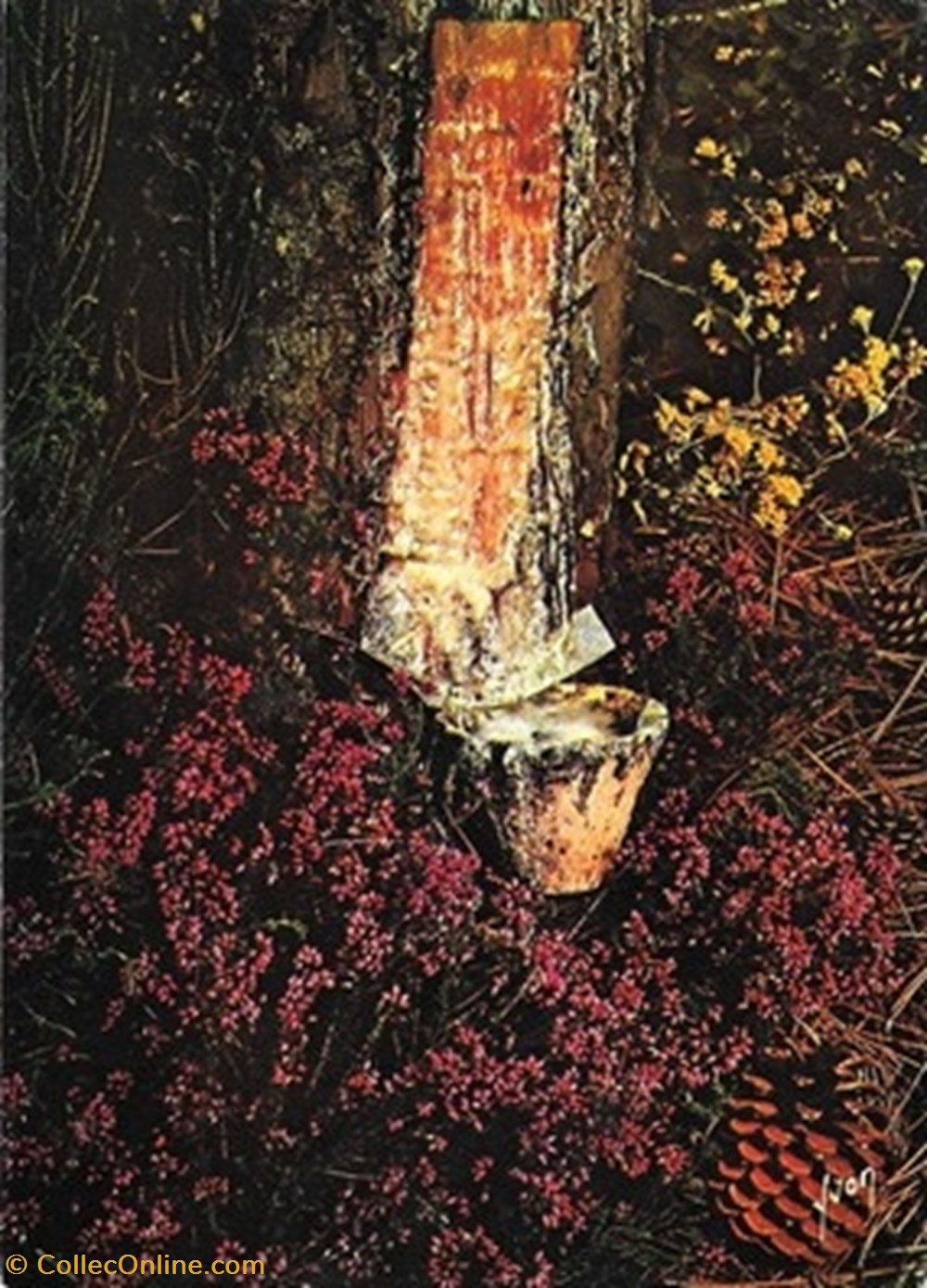 Carte Postale (40) Landes divers carte postale 40 landes