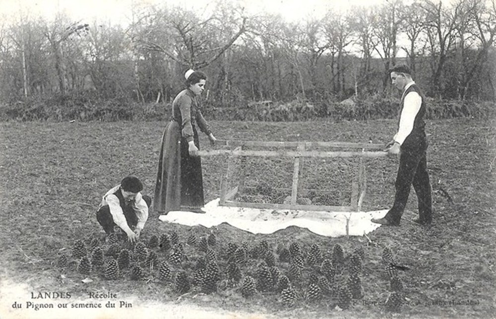 Carte Postale (40) Landes divers carte postale 40 landes