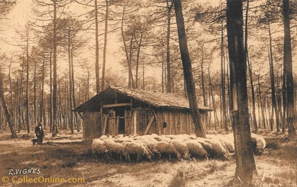 Carte Postale (40) Landes divers carte postale 40 landes