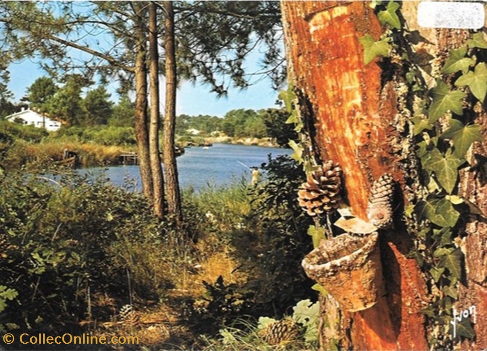 divers carte postale 40 landes