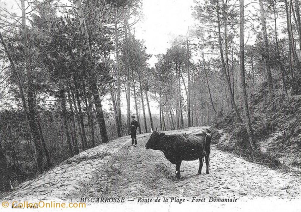 Carte Postale (40) Biscarosse divers carte postale 40 biscarosse