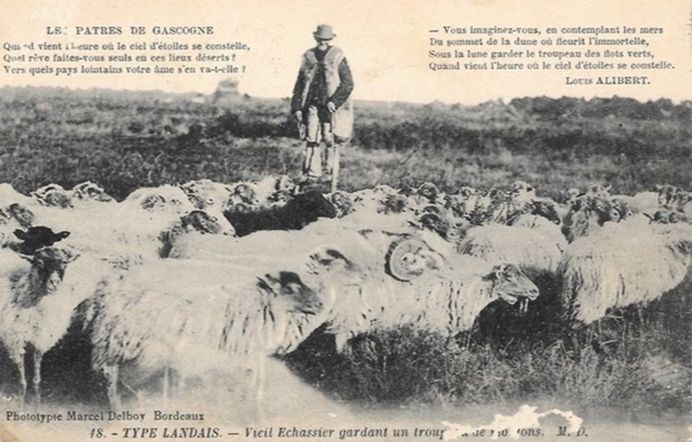 Carte Postale (40) Landes divers carte postale 40 landes