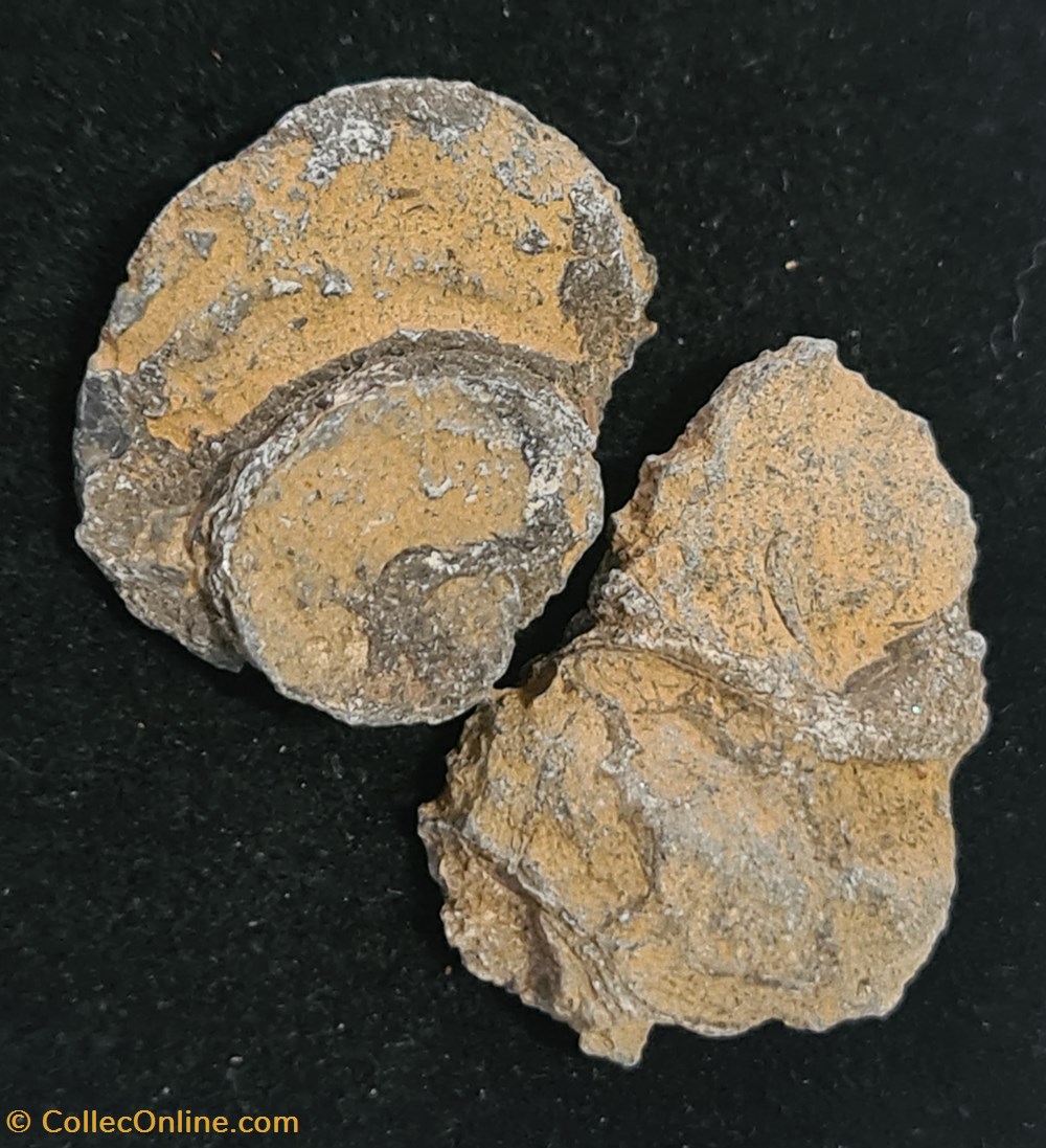 coquillages fossiles porporines