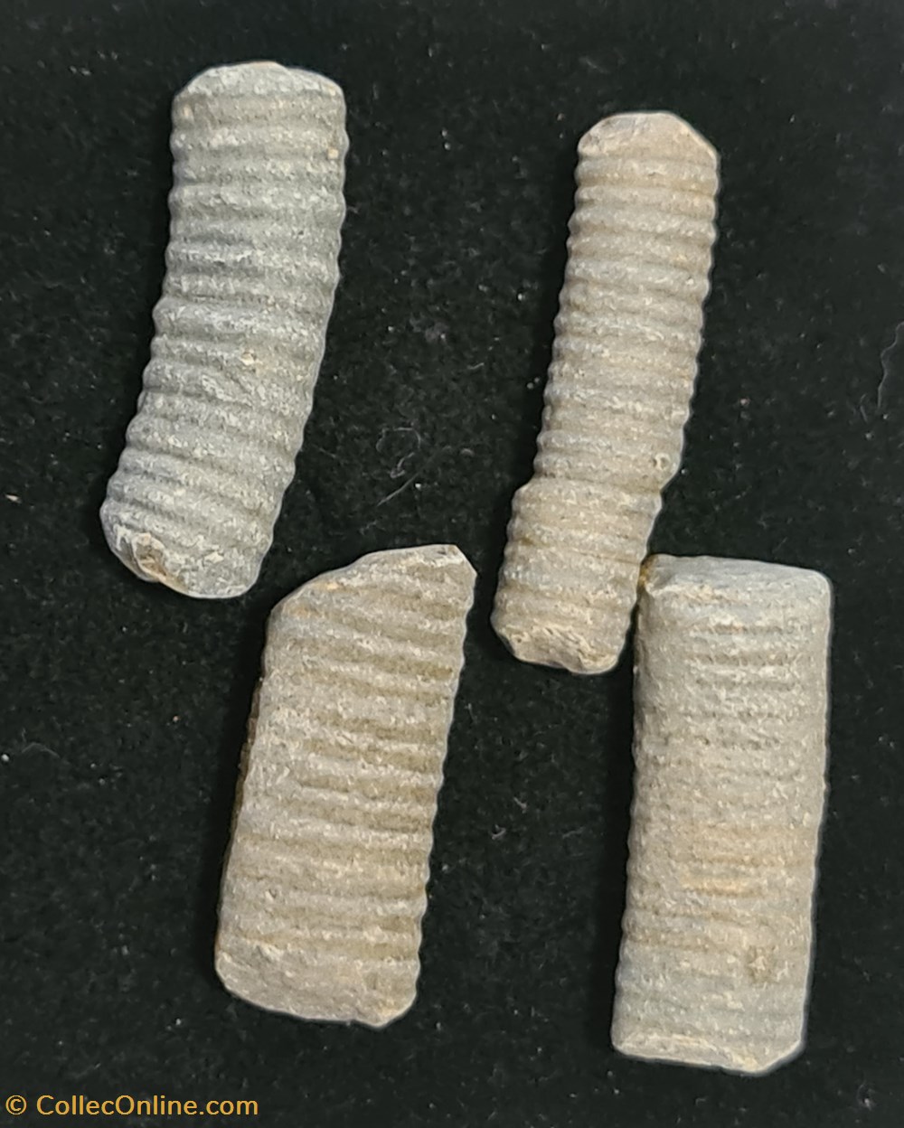 Tiges coquillages fossiles tiges