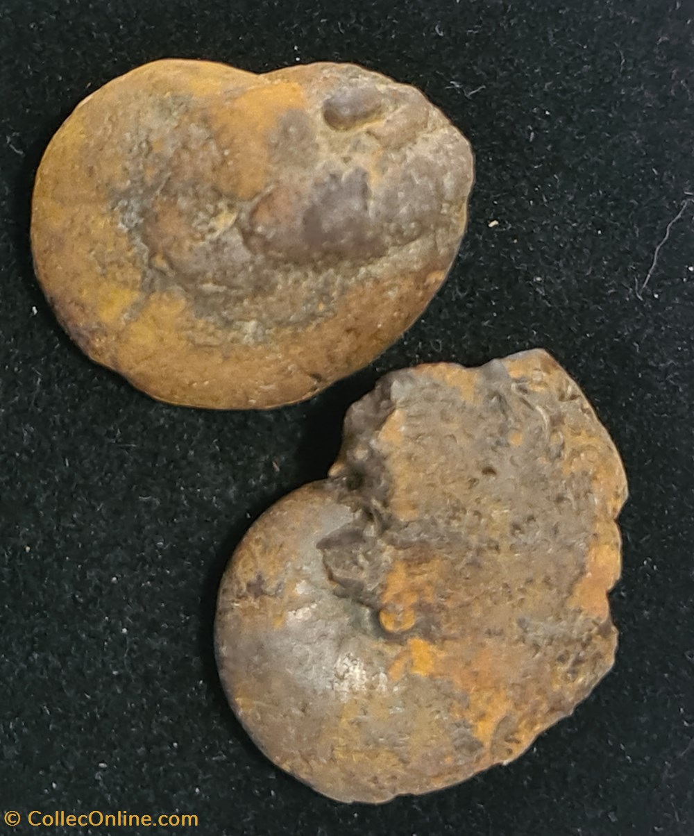 Amonites coquillages fossiles amonites