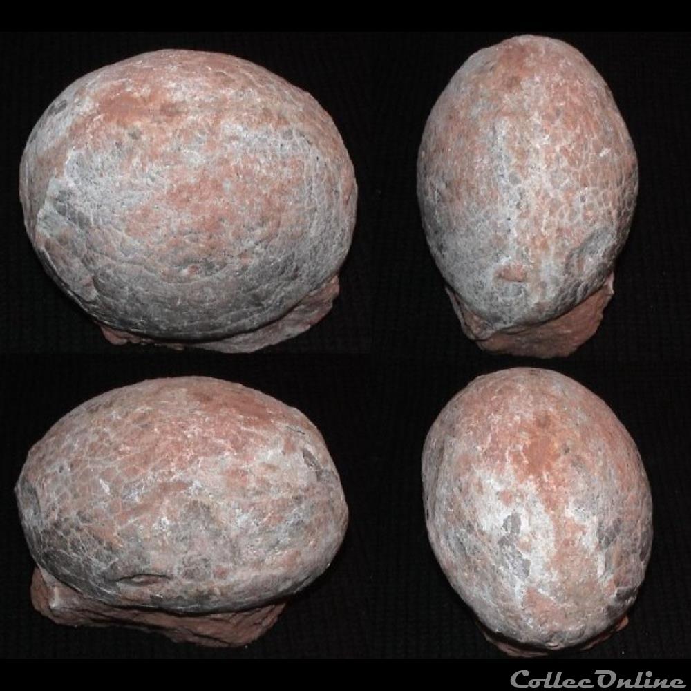 Dinosaur Egg, China shell fossil dinosaur egg china
