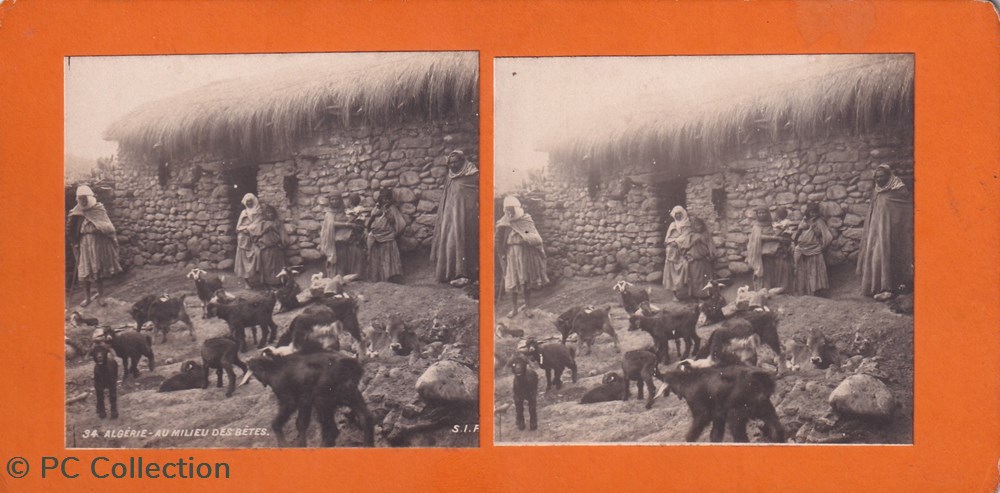 34-Algérie aux milieu des bêtes documents anciens chromos images 34 algerie aux milieu des betes