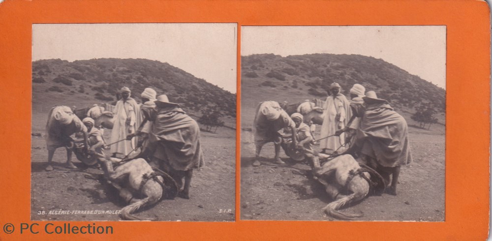 38-Algérie ferrage d'un Mulet documents anciens chromos images 38 algerie ferrage un mulet