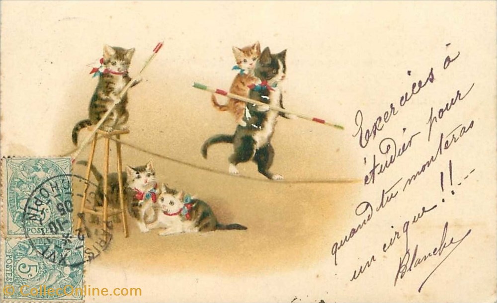 cartes postales chats cirque funambules
