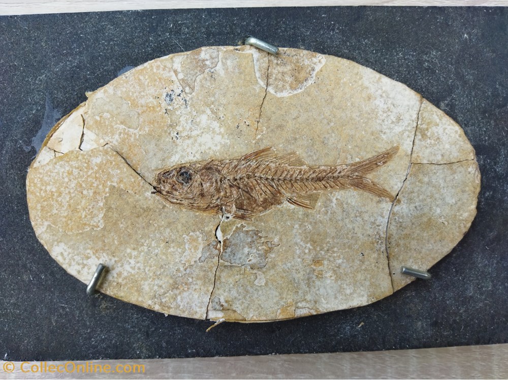 dapalis macrurus stampien conchiglie fossili vertebrates dapalis macrurus stampien