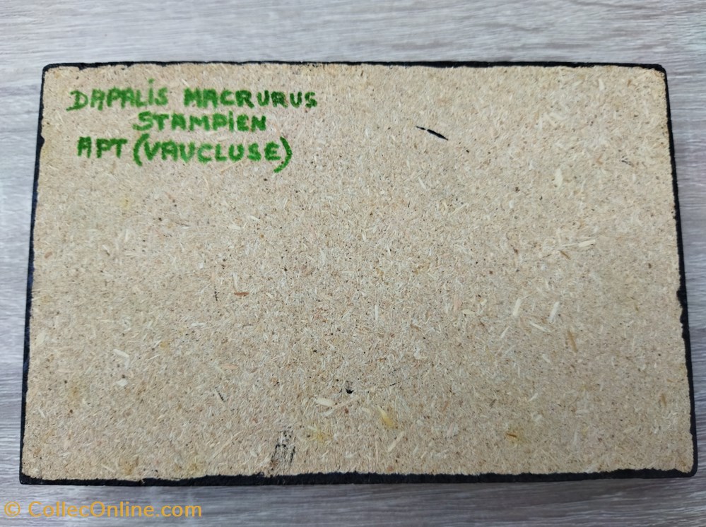 dapalis macrurus stampien 3 conchiglie fossili vertebrates dapalis macrurus stampien