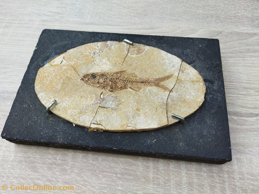 dapalis macrurus stampien 2 conchiglie fossili vertebrates dapalis macrurus stampien