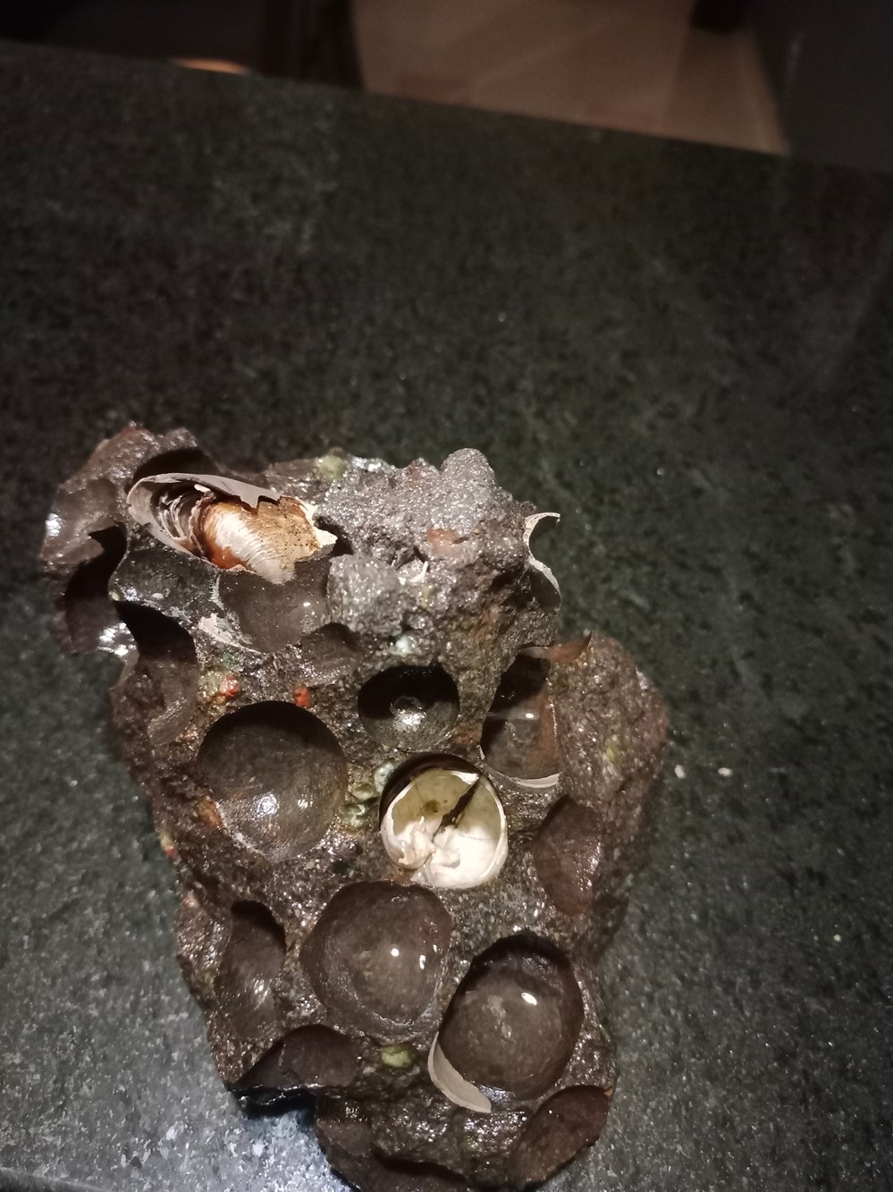 nececito saber que es este caracol que me encontre 3 conchas y fosiles nececito saber que es este caracol que me encontre