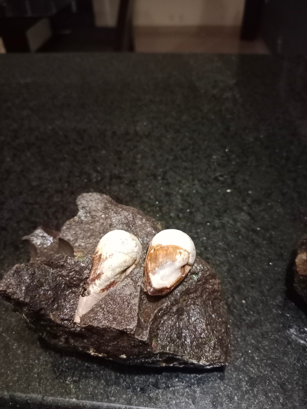 nececito saber que es este caracol que me encontre 4 conchas y fosiles nececito saber que es este caracol que me encontre