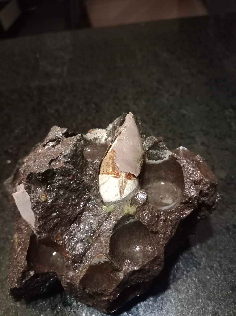 nececito saber que es este caracol que me encontre 2 conchas y fosiles nececito saber que es este caracol que me encontre