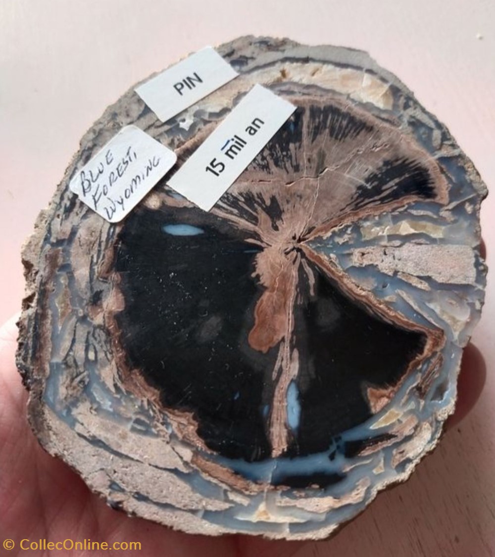 coquillages fossiles plantes bois fossilise wyoming