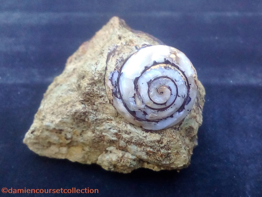 "Helix Ramondi" en Lussatite, Dallet (63) mineraux meteorites helix ramondi en lussatite dallet 63