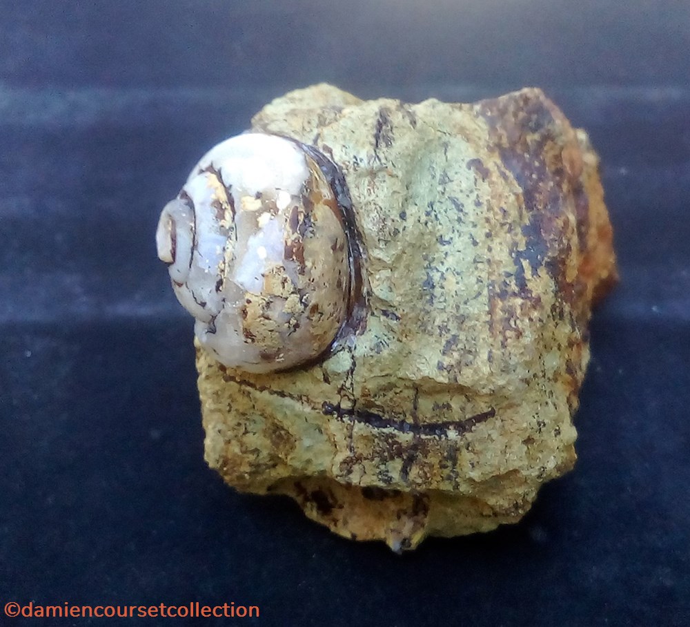"Helix Ramondi" en Lussatite, Dallet (63) 2 mineraux meteorites helix ramondi en lussatite dallet 63