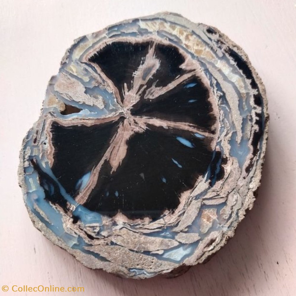 coquillages fossiles plantes bois fossilise wyoming