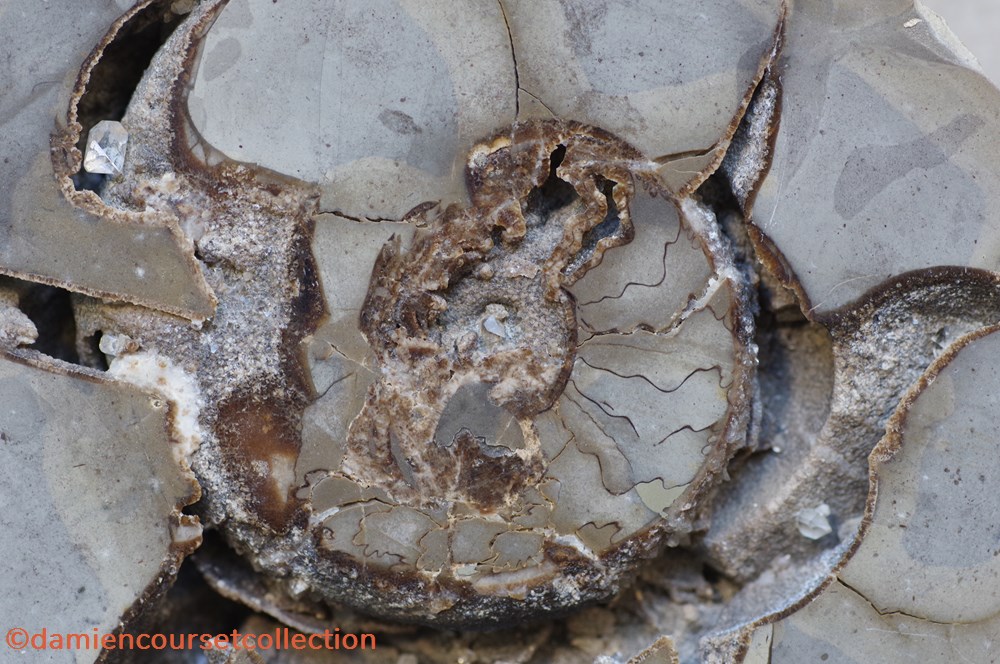 Septaria (France) mineraux meteorites quartz septaria france