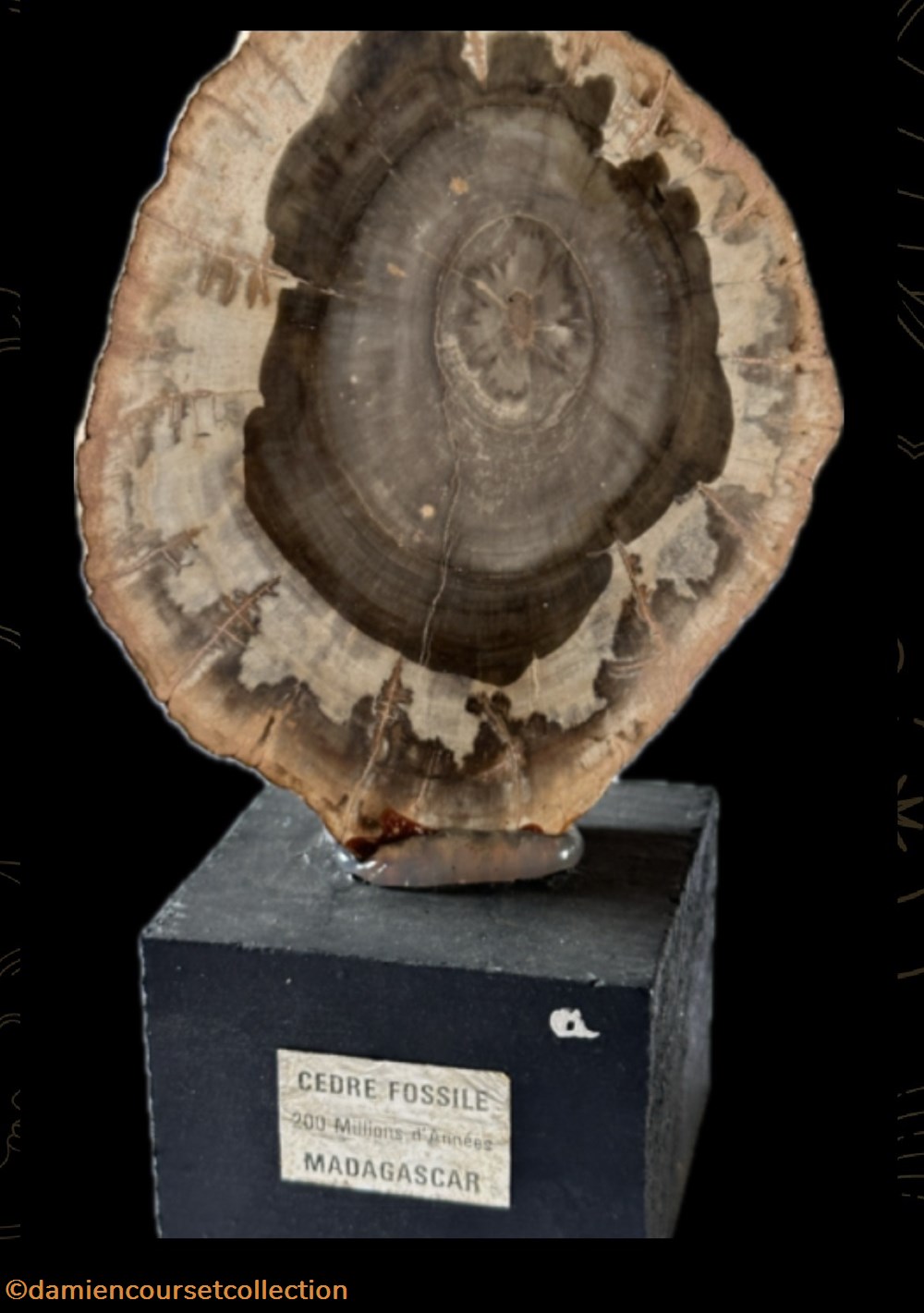 mineraux meteorites bois fossile