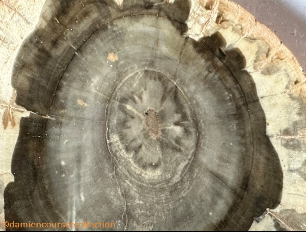 mineraux meteorites bois fossile
