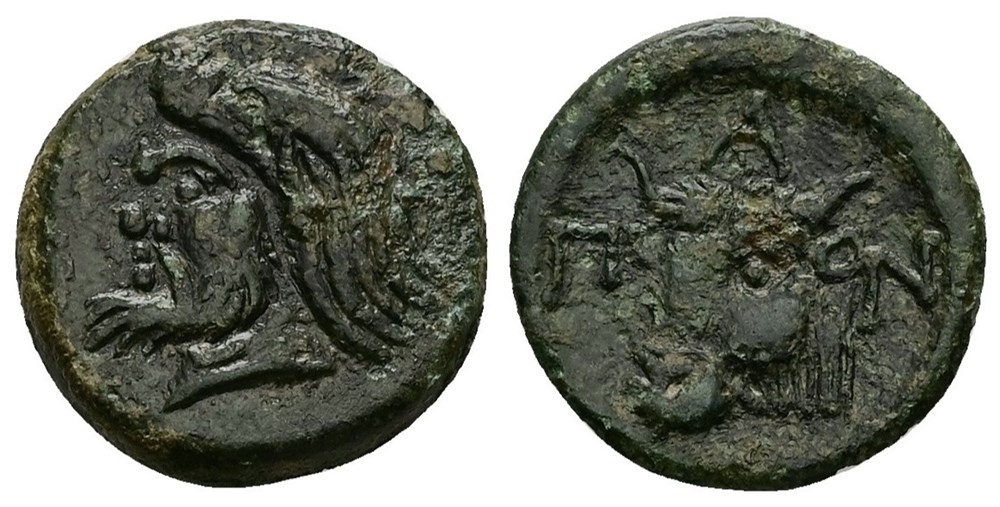 GCV 1699 Cimmerian Bosporos, Pantikapaion. AE18 coins ancient to greek gcv 1699 cimmerian bosporos pantikapaion ae18