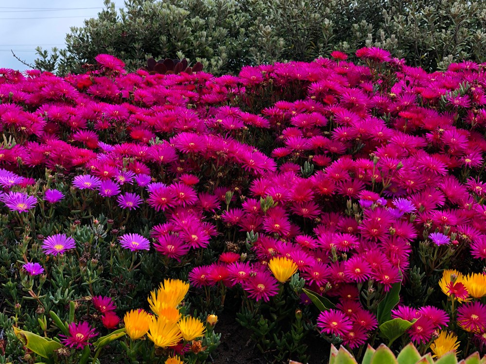 aa