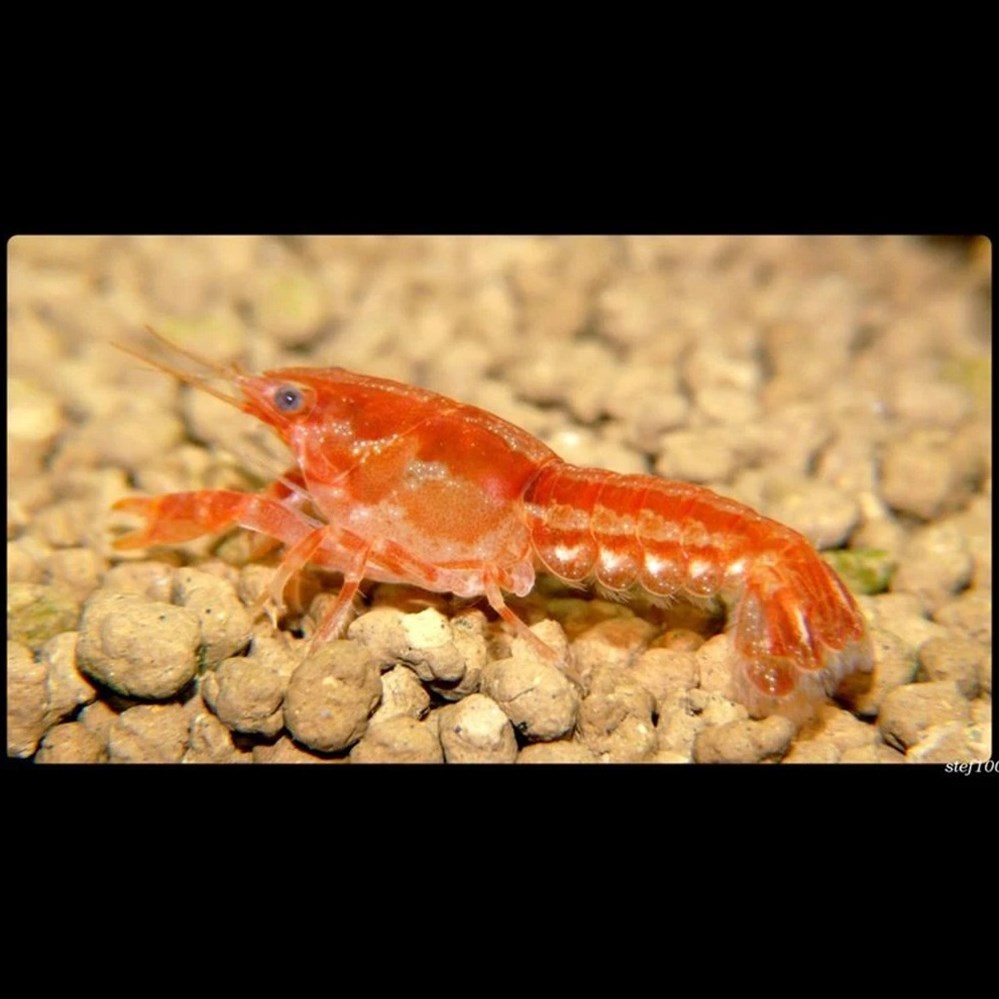 Cambarellus patzcuarensis sp. Orange fldkdldldldlsk ddwddffdxksllslsl djdjdkkkkd deddddddddddede cambarellus patzcuarensis sp orange fldkdldldldlsk ddwddffdxksllslsl djdjdkkkkd deddddddddddede