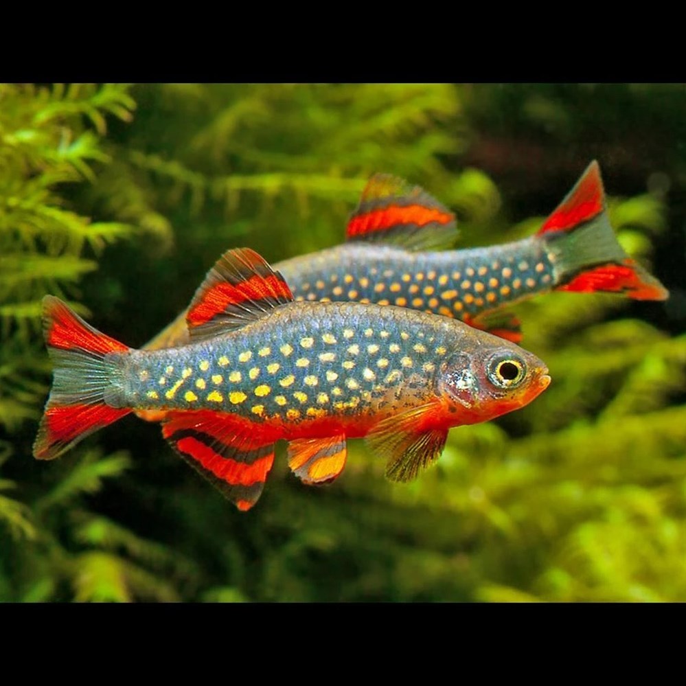 Danio margaritatus danio margaritatus