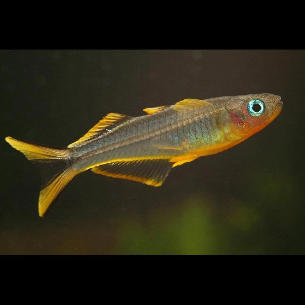Pseudomugil furcatus pseudomugil furcatus