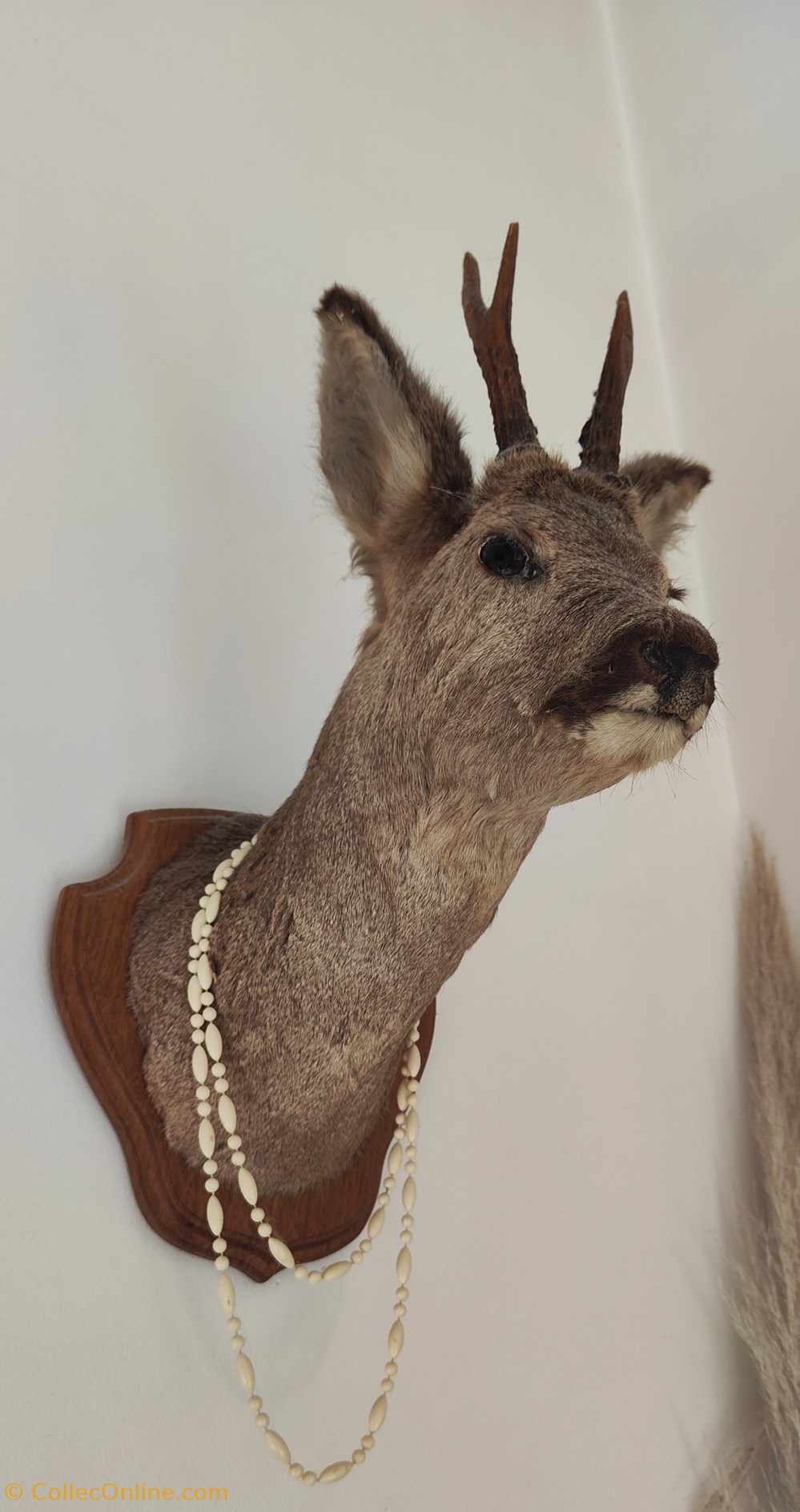 Naturalisme - Tête de chevreuil monde du vivant animaux naturalisme tete de chevreuil