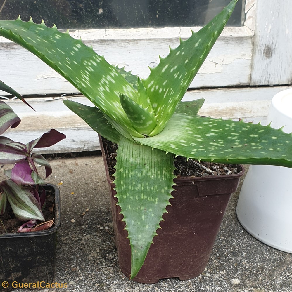 monde du vivant plantes cactus et succulentes aloes