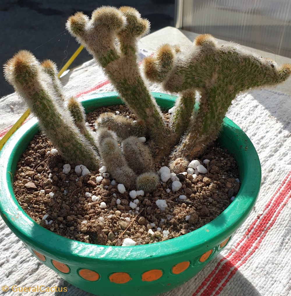 Cleistocactus cristata monde du vivant plantes et succulentes cleistocactus cristata