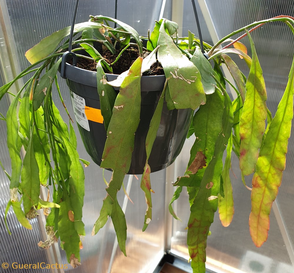 Pseudorhipsalis monde du vivant plantes cactus et succulentes pseudorhipsalis