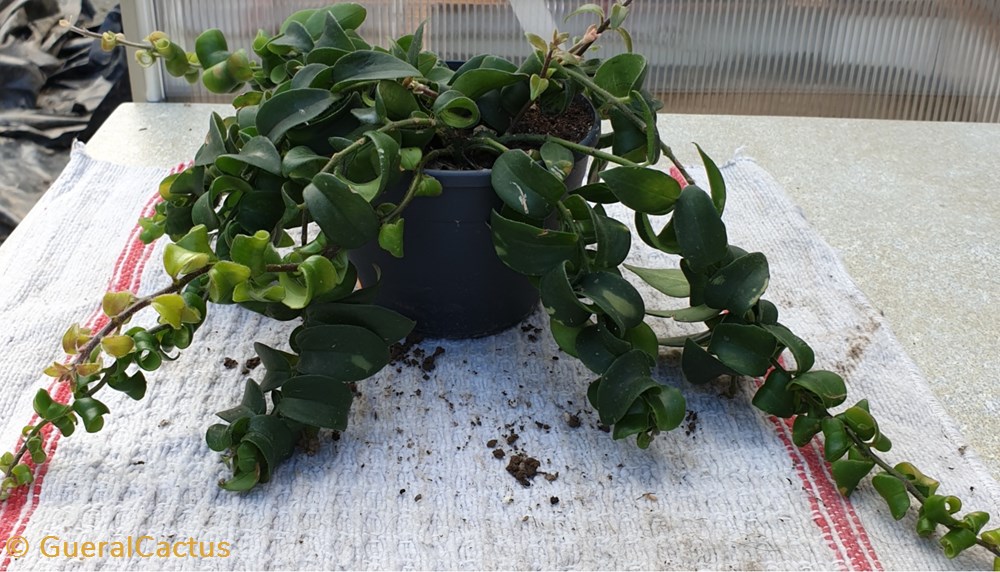monde du vivant plantes cactus et succulentes aeschynanthus