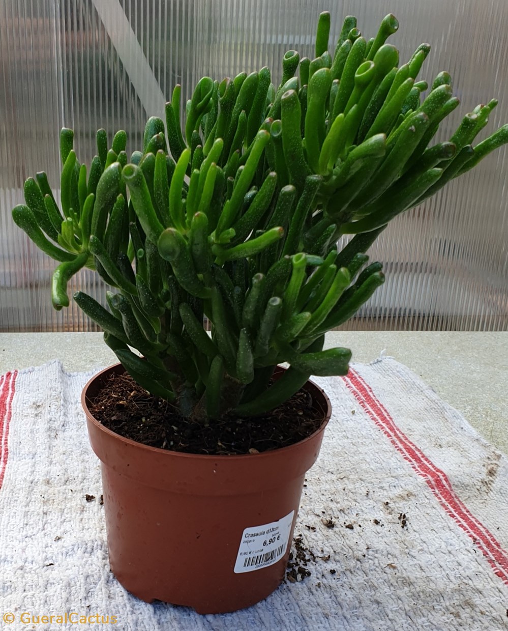 monde du vivant plantes cactus et succulentes crassula ovata cv gollum