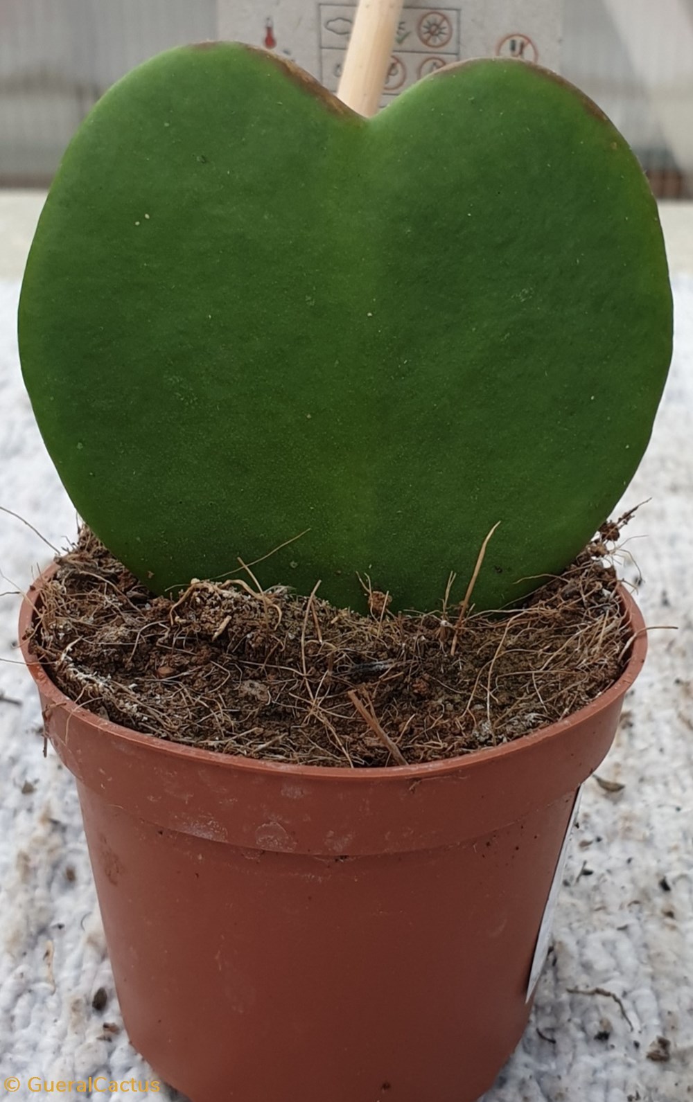Hoya kerrii feuilles cocoz monde du vivant plantes cactus et succulentes hoya kerrii feuilles cocoz