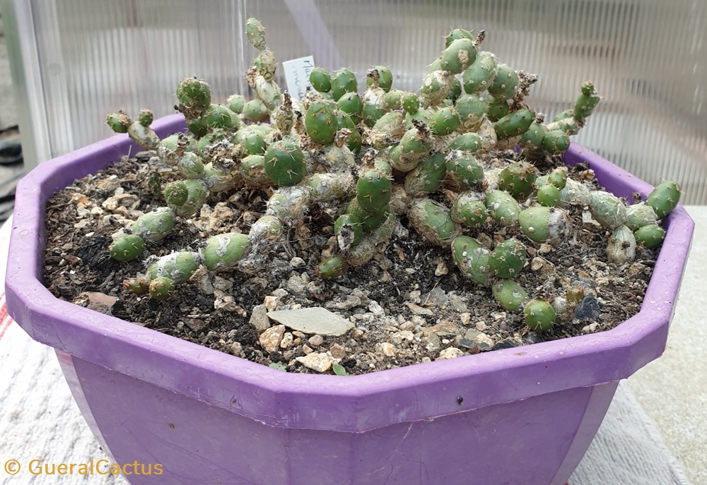 monde du vivant plantes cactus et succulentes maihueniopsis minuta