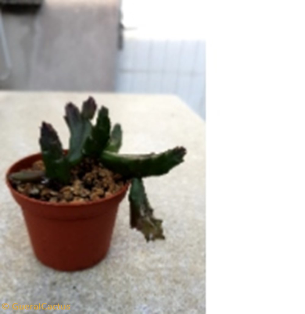 Stapelia schinzii monde du vivant plantes cactus et succulentes stapelia schinzii