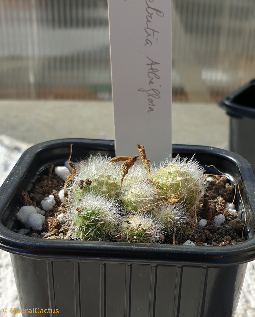 monde du vivant plantes cactus et succulentes rebutia albiflora